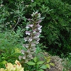 Plants: image 132 Of 208 Thumb